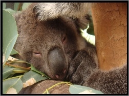 Koala, Eukaliptusowe, Drzewo, Śpiący