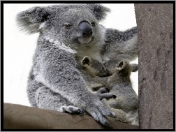 Drzewo, Koala, Młode