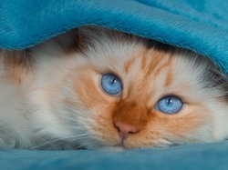 Niebieskooki, Kot, Niebieski, Koc