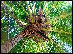 Kokosy, Palma