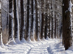 Koleiny, Drzewa, Droga, Zima, Śnieg