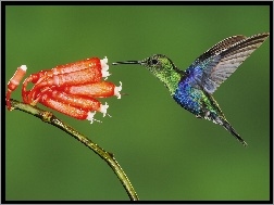 Ekwador, Koliber, Kwiat