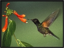 Koliber, kwiat