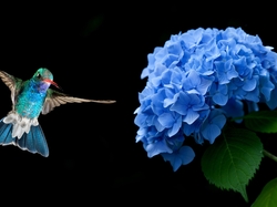 Koliber, Kwiat, Niebieski, Hortensja