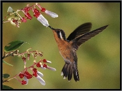 Koliber, Kwiat, Ptak, Rosa
