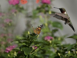 Koliber, Motyl, Liście, Roślina, Ptak