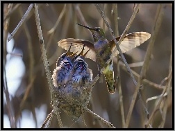 Kolibry, Gniazdo