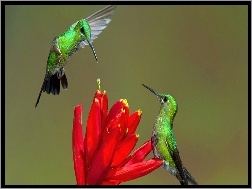 Kolibry, Kwiat