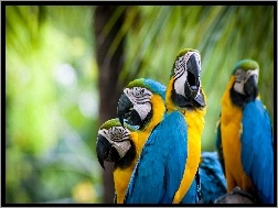 Ary, Kolorowe, Papugi