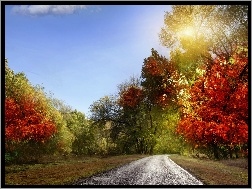 Kolorowe, Słońca, Jesień, Drzewa, Droga, Promienie