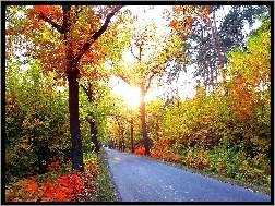 Kolorowe, Światło, Jesień, Drzewa, Droga, Krzewy