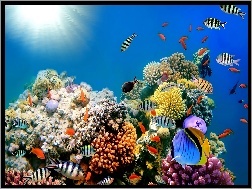 Kolorowe, Głębiny Morskie, Rafa Koralowa, Ryby