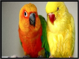Nierozłączki, Kolorowe, Papugi