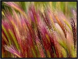 Trawy, Kolorowe, Kłosy