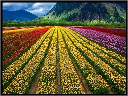 Uprawa, Kolorowe, Tulipany
