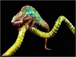 Kolorowy, Kameleon
