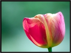 Kolorowy, Tulipan