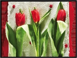 Tulipany, Kompozycja, Kwiaty