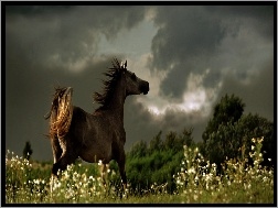 Koń, Chmury