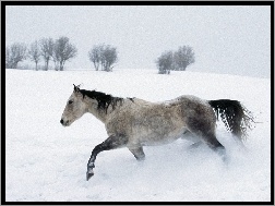 drzewa, Koń, śnieg