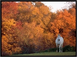 Drzewo, Koń, Jesień