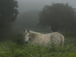 Mgła, Koń, Las