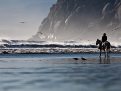 Koń, Człowiek, Fale, Morze, Jeździec