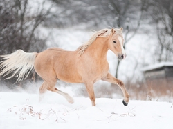 Śnieg, Koń, Zima
