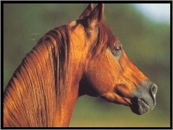 Koń, portret