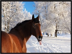 Zima, Koń, Język