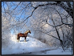 Zima, Koń, Rzeczka