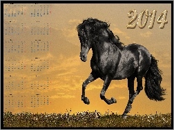Konia, Data, Kalendarz, Rok