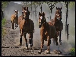 Drzewa, Konie, Galop
