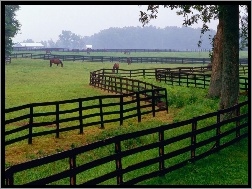 Konie, Pastwisko, Farma, Ogrodzenie