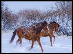 Śnieg, Konie, Galop