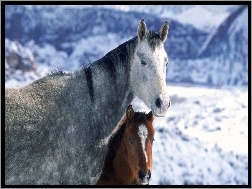 Śnieg, Konie, Zima