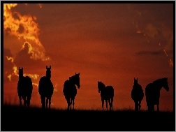 Słońca, Konie, Zachód