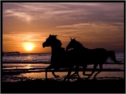 Konie, Morze, Słońca, Zachód, Dwa
