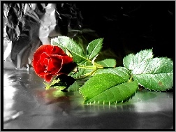 Kontrast, Czerwona, Piękna, Róża