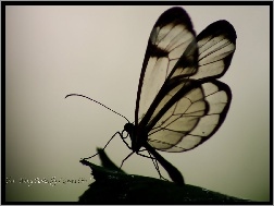 Kontur, Wing, Glass, Motyl