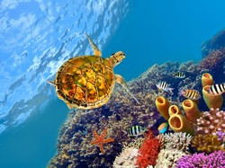 Korale, Rafa koralowa, Żółw