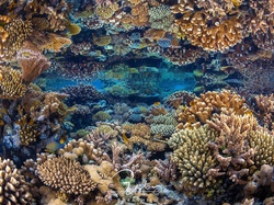 Ryby, Morze, Rafa koralowa, Odbicie, Koralowce