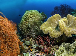 Koralowce, Kolorowe, Zbliżenie