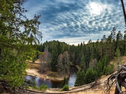 Korzenie, Rzeka Ūla, Litwa, Drzewa