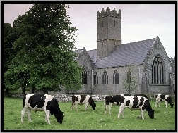 Kościół, Krowy, Adare, Irlandia, Łąka