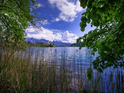 Słowenia, Drzewa, Trzciny, Wyspa Blejski Otok, Jezioro Bled, Kościół
