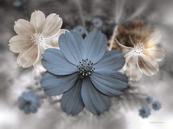 Kosmea, Grafika 3D, Kwiaty