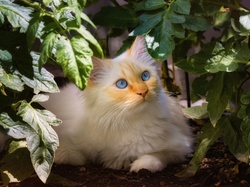 Kot, Roślina, Liście, Niebieskie, Biały, Oczy