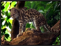 Drzewo, Kot, Margay