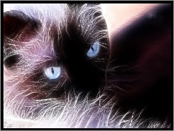 Oczy, Kot, Fraktal